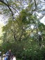 小石川植物園⑧