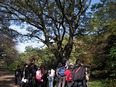 小石川植物園⑬